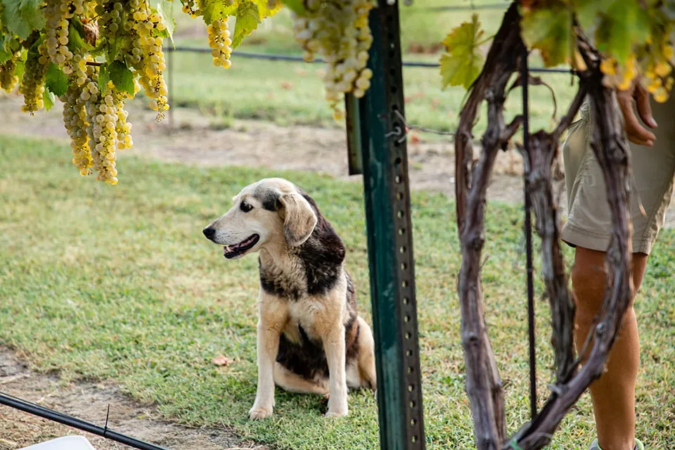 A medium-sized dog with blonde and black hair sits as a man prunes the vines at a vineyard. The dog is photographed for OGIC's web design OKC. 