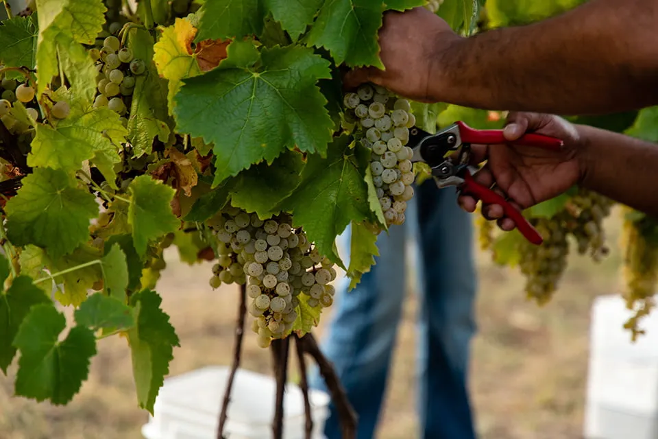A man's holding a pair of small garden clippers. He cuts a cluster of green grapes off a vine at a vineyard. 