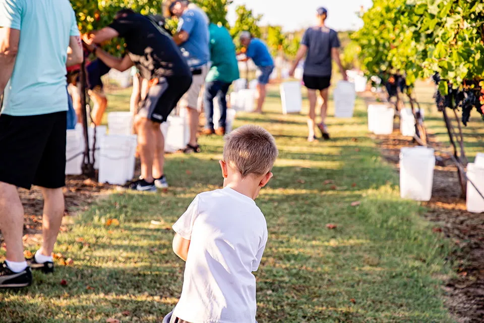 A young boy with blonde hair puts grapes in a gray bucket at a vineyard. 