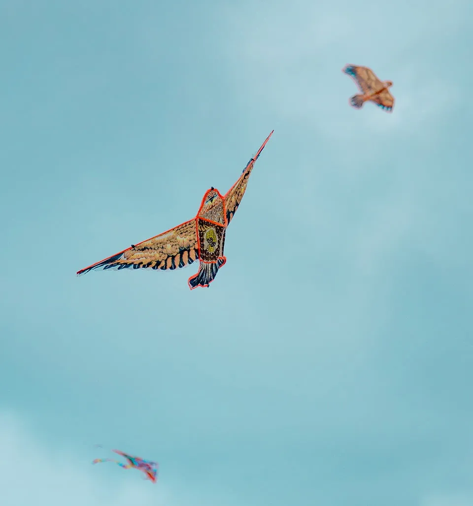 A colorful bird leading the way for two others. 