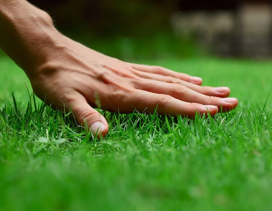 A hand feeling freshly cut grass. 