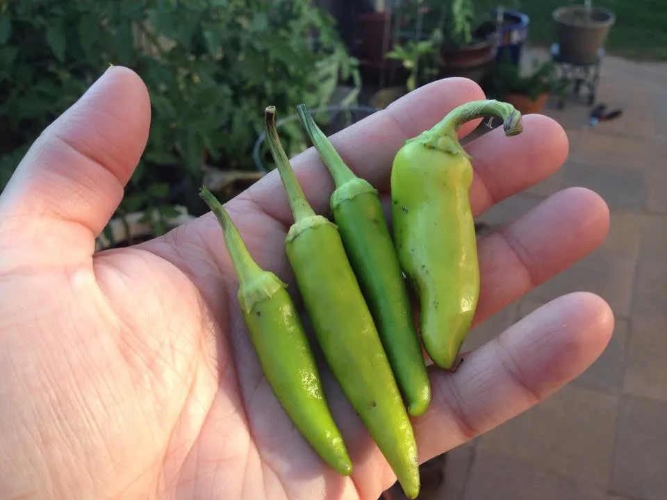 6 Sure-Fire Ways to be the Most Successful Creative Ever - myheartcreative A hand holding four green peppers from a home garden.
