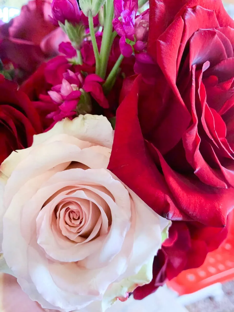 Indie Bridal Show - myheartcreative A pink and red rose from The Wild Mother given to the myheartcreative wedding photography OKC team at the Indie Bridal Show.