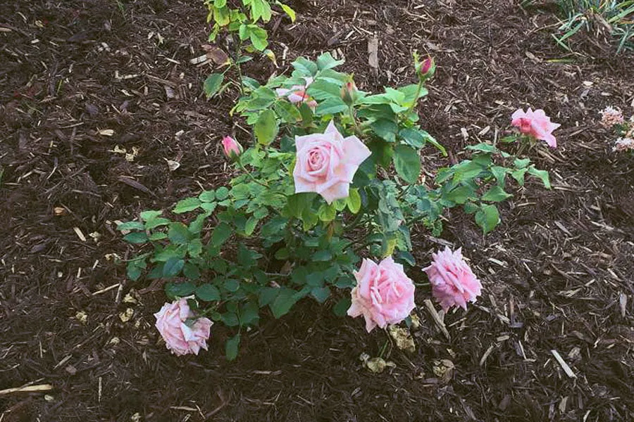A bush of pink roses planted in a garden to remember baby Micah. 