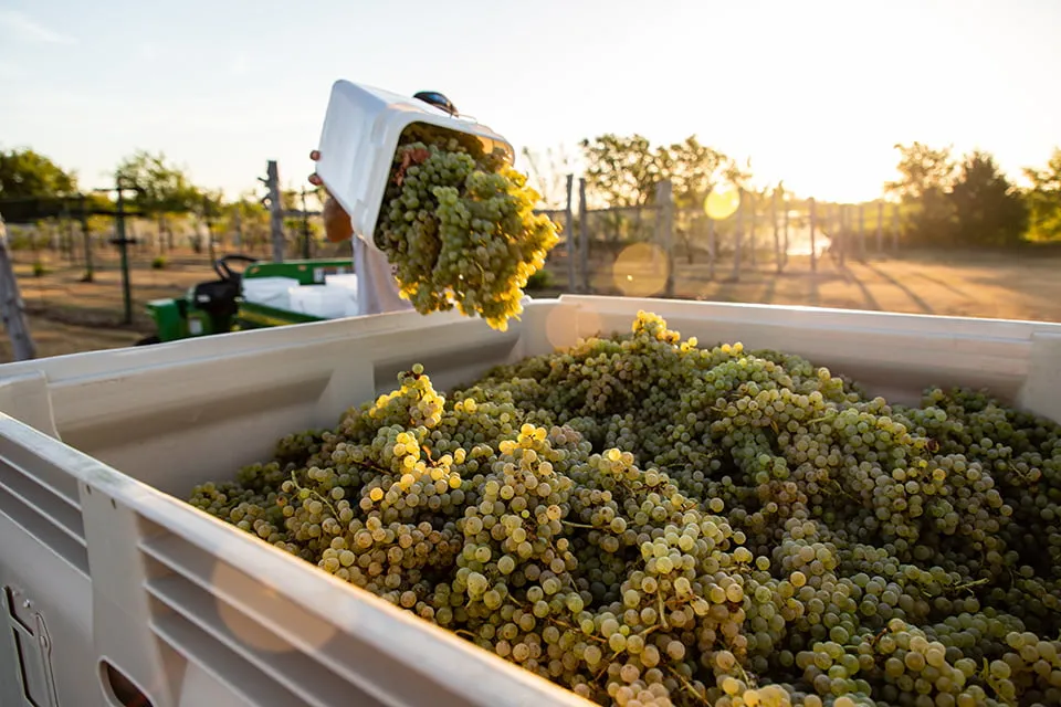 A man tosses a bucket full of green grape clusters into a truck bed to be harvested. 