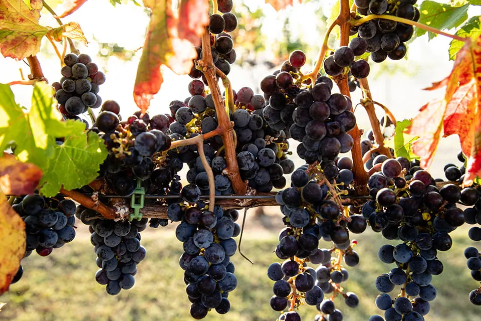 An OKC photographer from myheartcreative photographs clusters of red grapes on a vine at a vineyard. 
