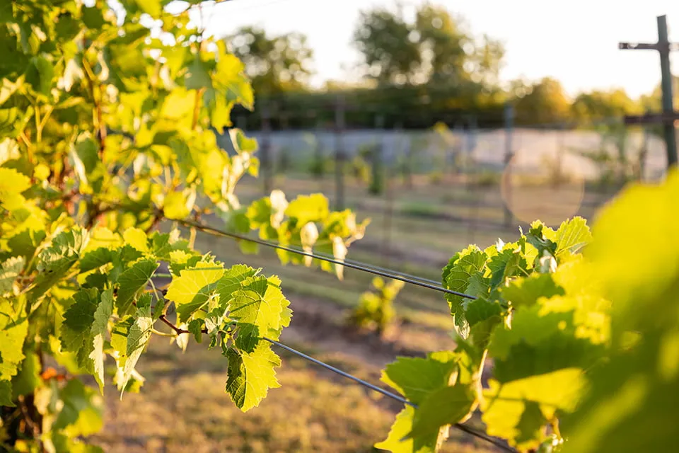 The vines grow along a thick wire at a vineyard. 