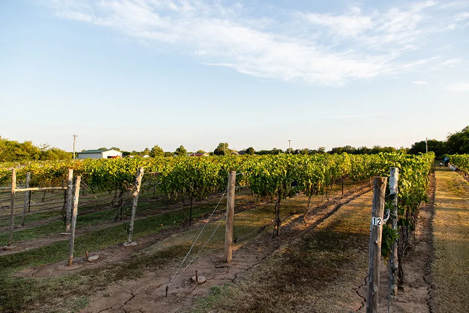 Rows of vines at a vineyard. 
