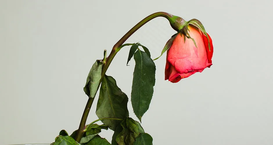 Now is the Time to Fall Into a New Marketing Plan - myheartcreative A pink wilted rose.