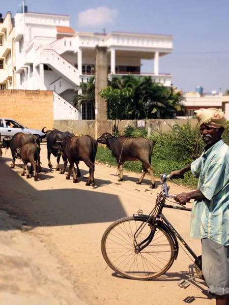 An Indian man rides his bike while a herd of cows walk along the street. 