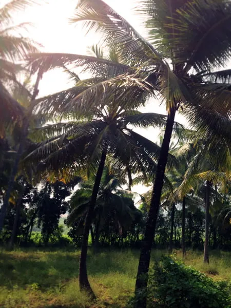 Palm trees. 