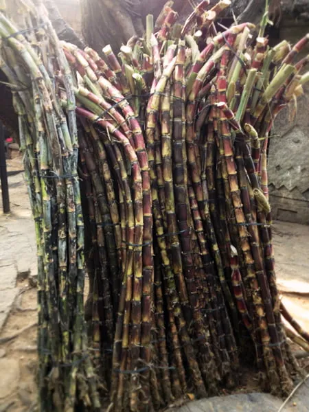 Bundles of sugar cane. 
