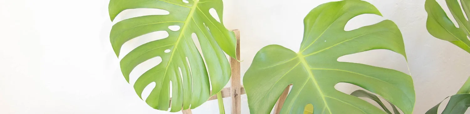 Featured Images on EE Blogs