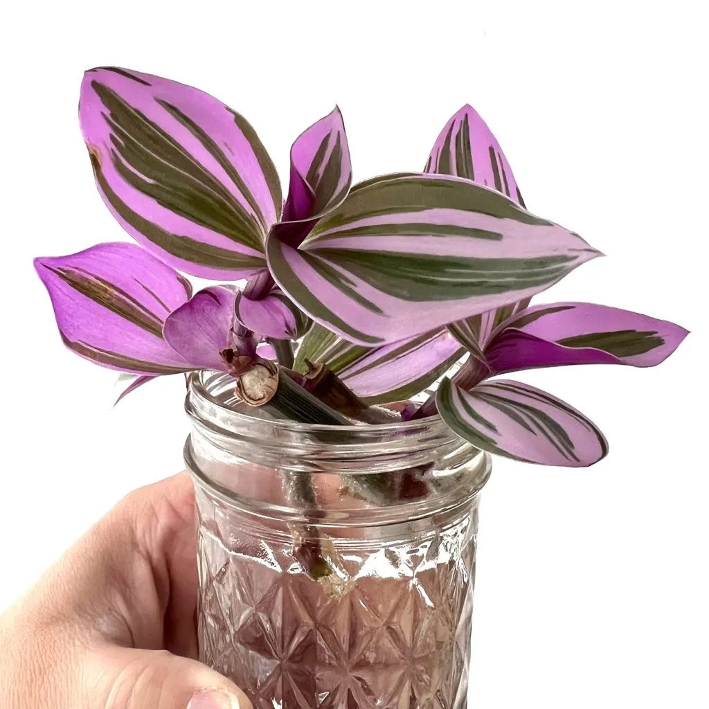 Creative New Things for Our Oklahoma Design Team - myheartcreative A Tradescantia clipping being propagated in a small glass jar by Amy.