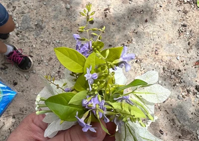 White and purple flowers from India.