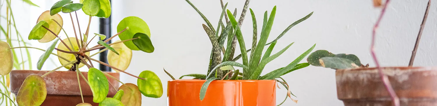 Marketing OKC Essentials: What Is Evergreen Content?