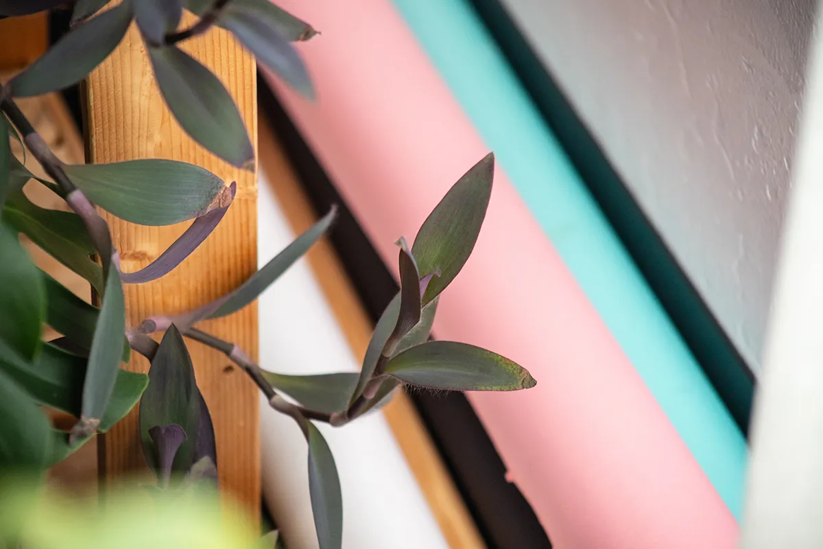 A studio plant