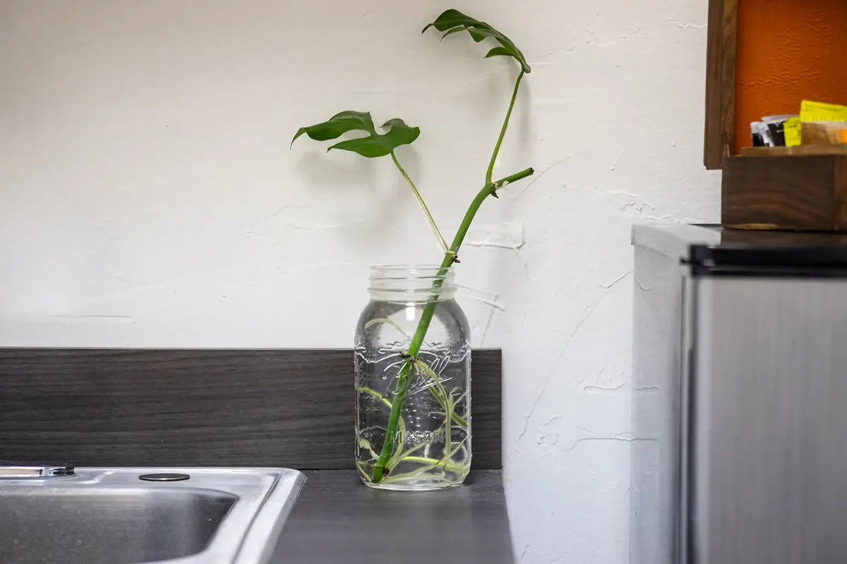 A green plant cutting with roots growing in a clear glass mason jar filled with water, placed on a dark kitchen countertop near a stainless steel sink and a small wooden container with packets