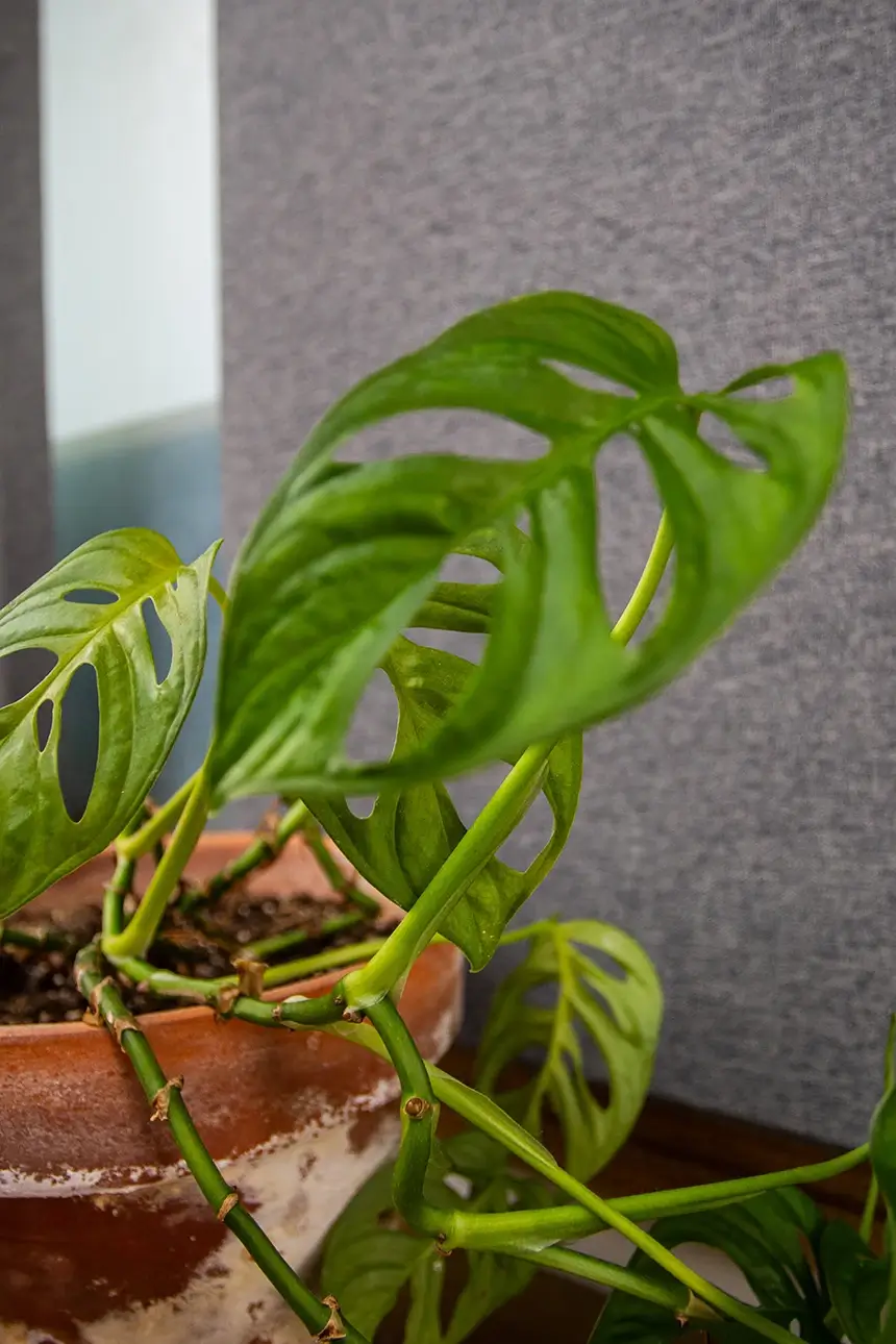 Plant in studio